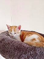 Tigrou a rejoint le concours — aidez-le/la à gagner de superbes lots ! carnivore, cat, comfort, domestic_short_haired_cat, felidae, fur, linens, paw, small_to_medium_sized_cats, tail, terrestrial_animal, whiskers, wildlife, wood