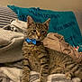 Phillip is registered to the contest to win money with this photo: cat, kitten, tabby, bow_tie, blue_bow, pet, indoor, blanket, couch, bed, fur, whiskers, ears, paws, stripes, portrait, looking_at_camera, cozy, sports_blanket, home