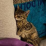 cat, kitten, tabby, sleeping, cozy, towel, blanket, lap, paws, fur, stripes, ear, whiskers, indoor, carpet, human, clothes, relaxation, nap, portrait