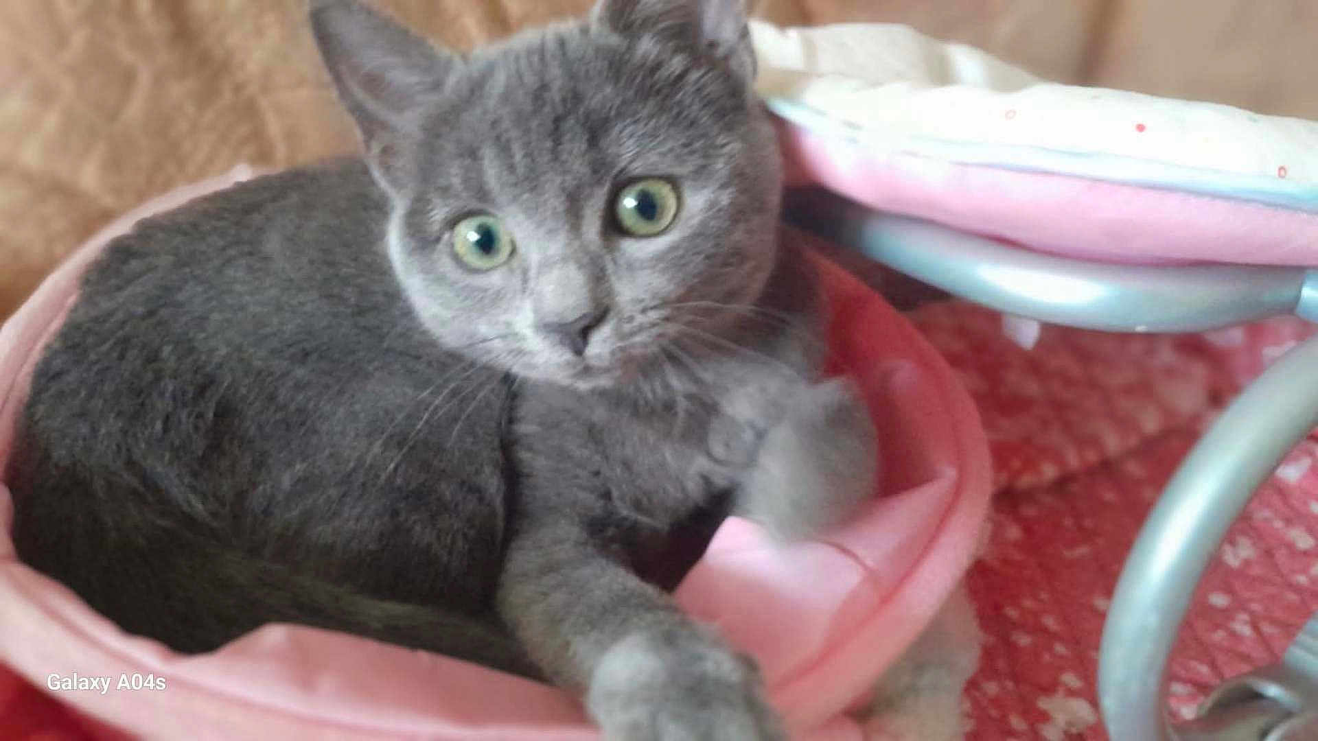 Dina a rejoint le concours — aidez-le/la à gagner de superbes lots ! cat, kitten, gray_cat, pet, animal, indoor, bed, pink, blanket, paw, curious, feline, soft, cozy, cute, resting, closeup, fur, whiskers, young