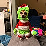 Brioche joined the competition — help win amazing prizes! dog, costume, christmas, grinch, holiday, pet, small_dog, red, green, living_room, couch, toy, furniture, indoor, cute, festive, animal, fur, face, seated