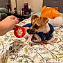 dog, bed, bedspread, hand, plush_toy, blue_sweater, curious, indoor, floral_pattern, collar, keys, bedroom, furniture, table, nail_polish, small_dog, toy, pet, resting, sniffing