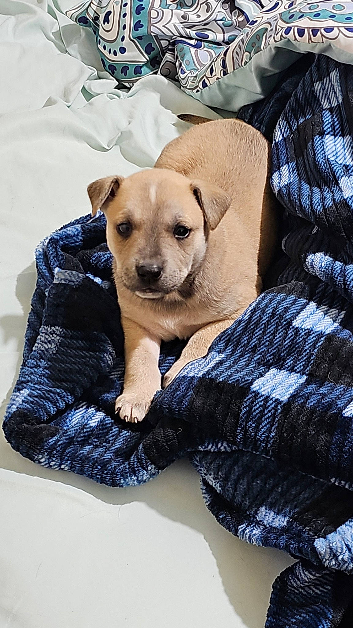 Monza is registered to the contest to win money with this photo: canidae, carnivore, comfort, companion_dog, dog, dog_breed, dog_supply, fawn, fur, linens, nap, pattern, paw, pet_supply, plaid, puppy, snout, sporting_group, tartan, whiskers