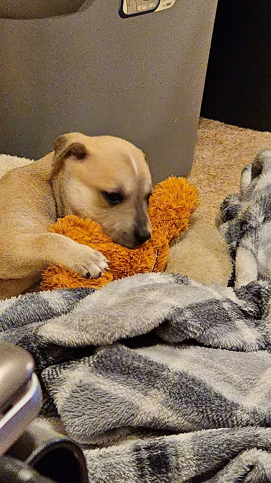 Monza is registered to the contest to win money with this photo: carnivore, comfort, companion_dog, dog, dog_breed, fawn, flooring, fur, linens, nap, non_sporting_group, paw, pet_supply, puppy_love, rock, sporting_group, terrestrial_animal, toy_dog, whiskers, working_animal