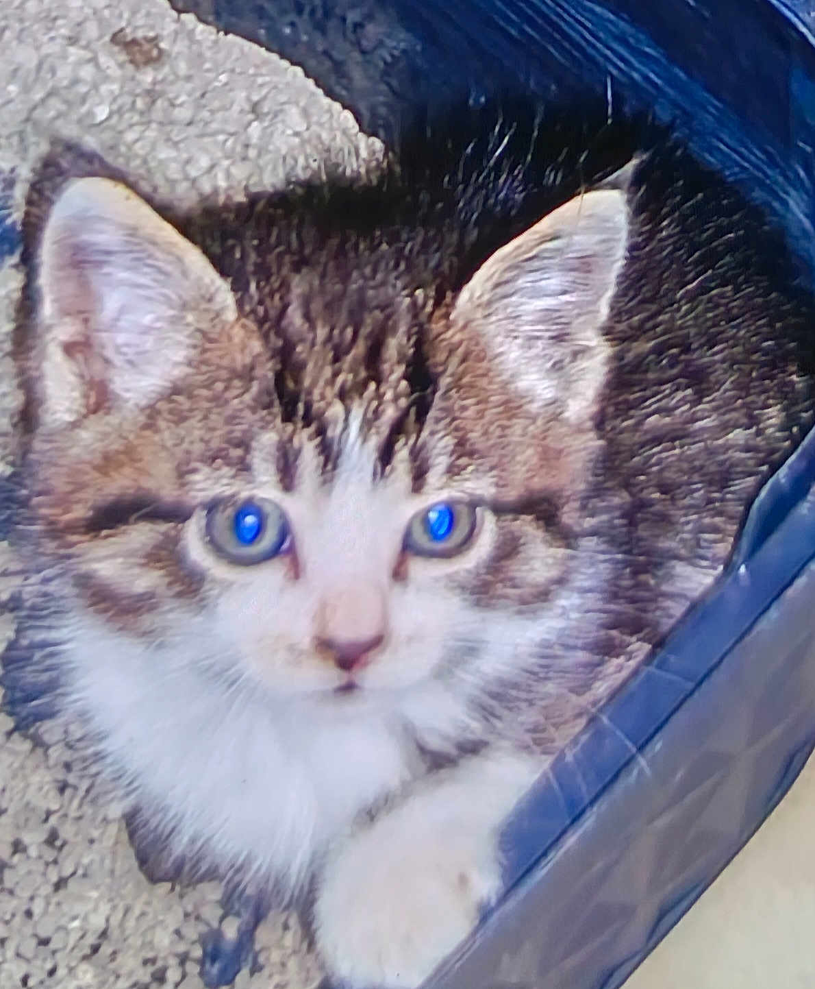Arya a rejoint le concours — aidez-le/la à gagner de superbes lots ! animal, blue_eyes, cat, close_up, container, curious, cute, ears, feline, fur, indoor, kitten, looking, paw, pet, resting, soft, tabby, whiskers, young