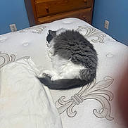 Donut is registered to the contest to win money with this photo: cat, sleeping, fluffy, mattress, bedroom, furniture, wooden_drawer, blue_wall, curled_up, pet, indoor, resting, cozy, white, gray, tail, paw, quiet, peaceful, animal