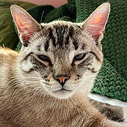 Bowie is registered to the contest to win money with this photo: cat, close_up, feline, fur, ears, whiskers, indoor, relaxed, pet, animal, cozy, knitted_blanket, green, brown_fur, face, laying_down, expression, domestic_cat, portrait, soft_light
