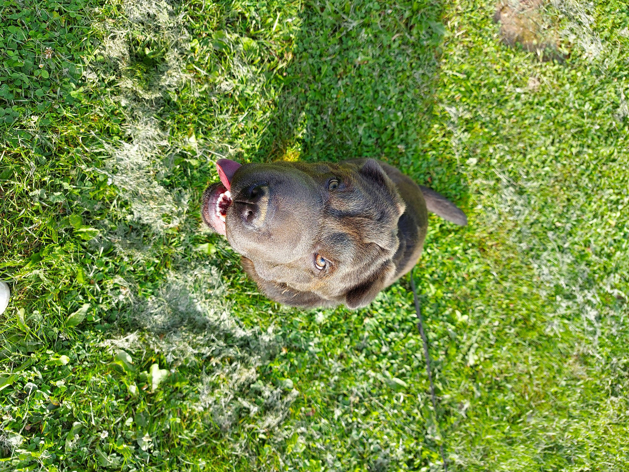 Skyl a rejoint le concours — aidez-le/la à gagner de superbes lots ! amphibian, carnivore, dog_breed, garden, grass, grass_family, grassland, groundcover, lawn, people_in_nature, plant, shrub, soil, tail, terrestrial_animal, wildlife, working_animal