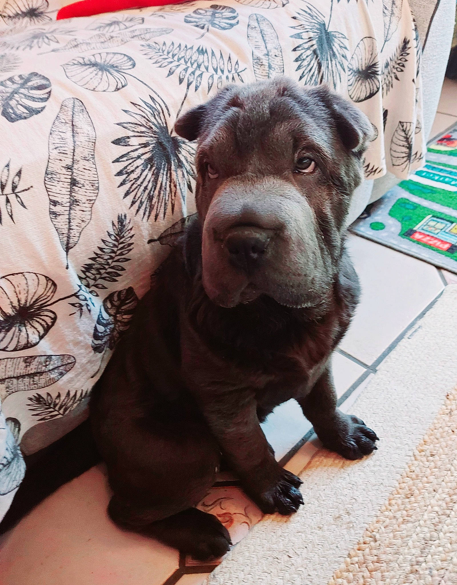 Skyl a rejoint le concours — aidez-le/la à gagner de superbes lots ! art, canidae, carnivore, companion_dog, dog, dog_breed, eye, fawn, flesh, flooring, liver, non_sporting_group, sleeve, snout, sporting_group, suidae, terrestrial_animal, visual_arts, whiskers, working_animal