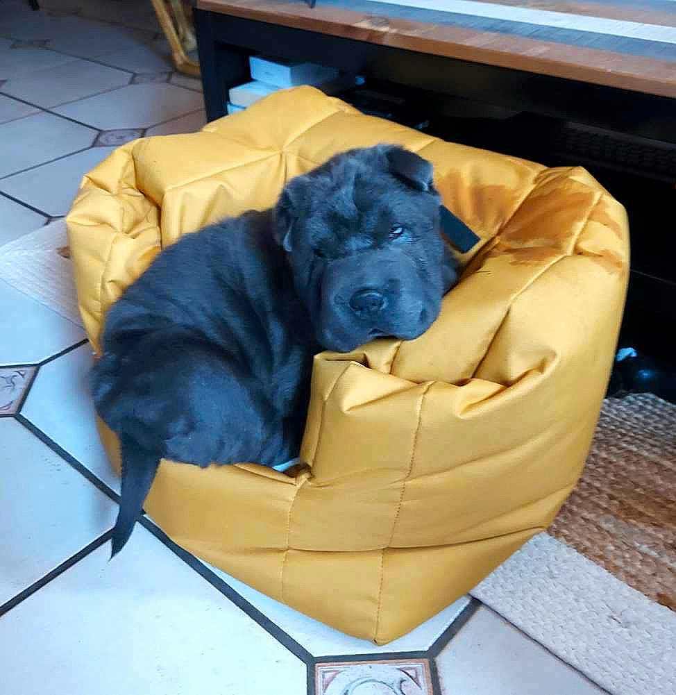 Skyl a rejoint le concours — aidez-le/la à gagner de superbes lots ! bean_bag, canidae, carnivore, comfort, companion_dog, computer_keyboard, couch, dog, dog_bed, dog_breed, dog_supply, electric_blue, fawn, felidae, flooring, hardwood, snout, toy_dog, wood, working_animal