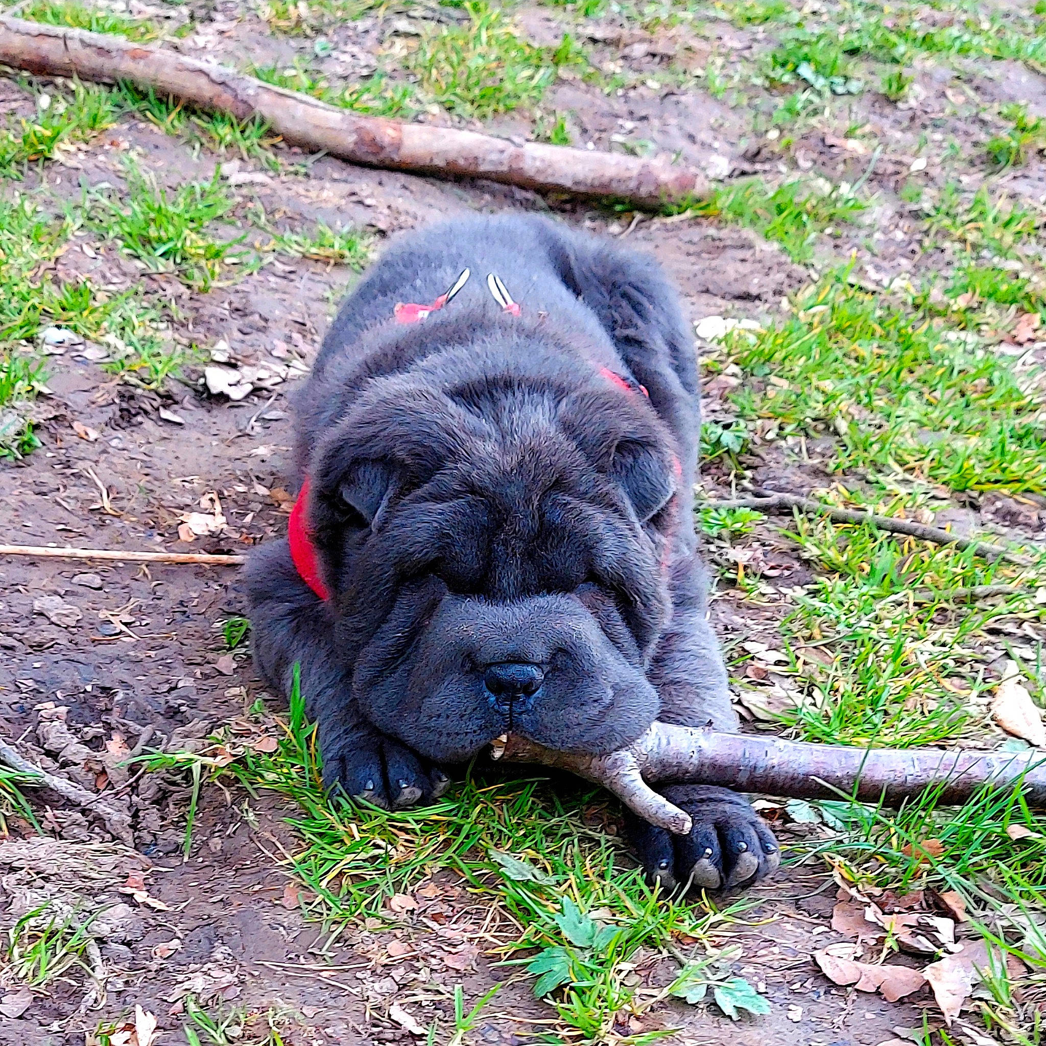 Skyl participe au concours pour gagner de l'argent avec cette photo : canidae, carnivore, companion_dog, dog, dog_breed, fawn, grass, groundcover, liver, plant, pug, snout, soil, sporting_group, tail, terrestrial_animal, toy_dog, wildlife, working_animal, wrinkle