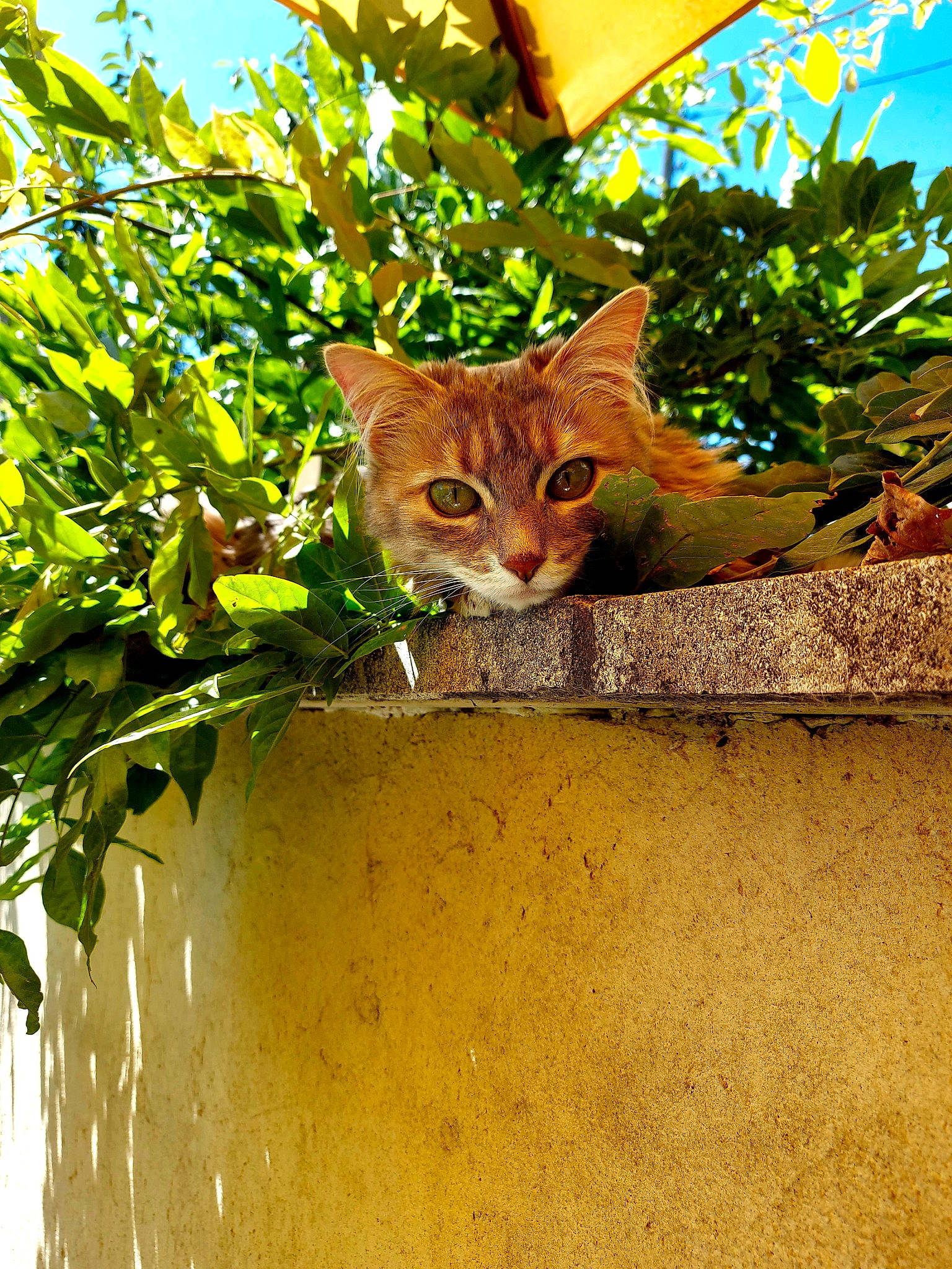 Mindy participe au concours pour gagner de l'argent avec cette photo : branch, carnivore, cat, domestic_short_haired_cat, fawn, felidae, grass, groundcover, plant, sky, small_to_medium_sized_cats, snout, tail, tree, trunk, twig, whiskers, wildlife, window, wood