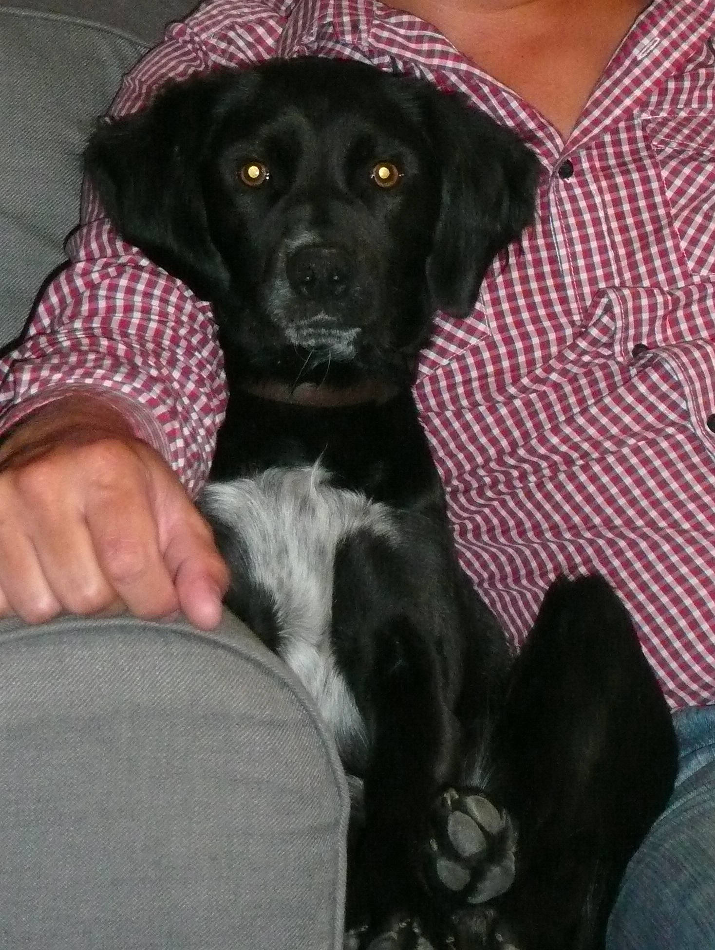 Chance a rejoint le concours — aidez-le/la à gagner de superbes lots ! black, borador, carnivore, collar, comfort, companion_dog, dog, dog_breed, fur, grey, hunting_dog, pattern, plaid, sitting, sleeve, sporting_group, terrestrial_animal, whiskers, working_animal