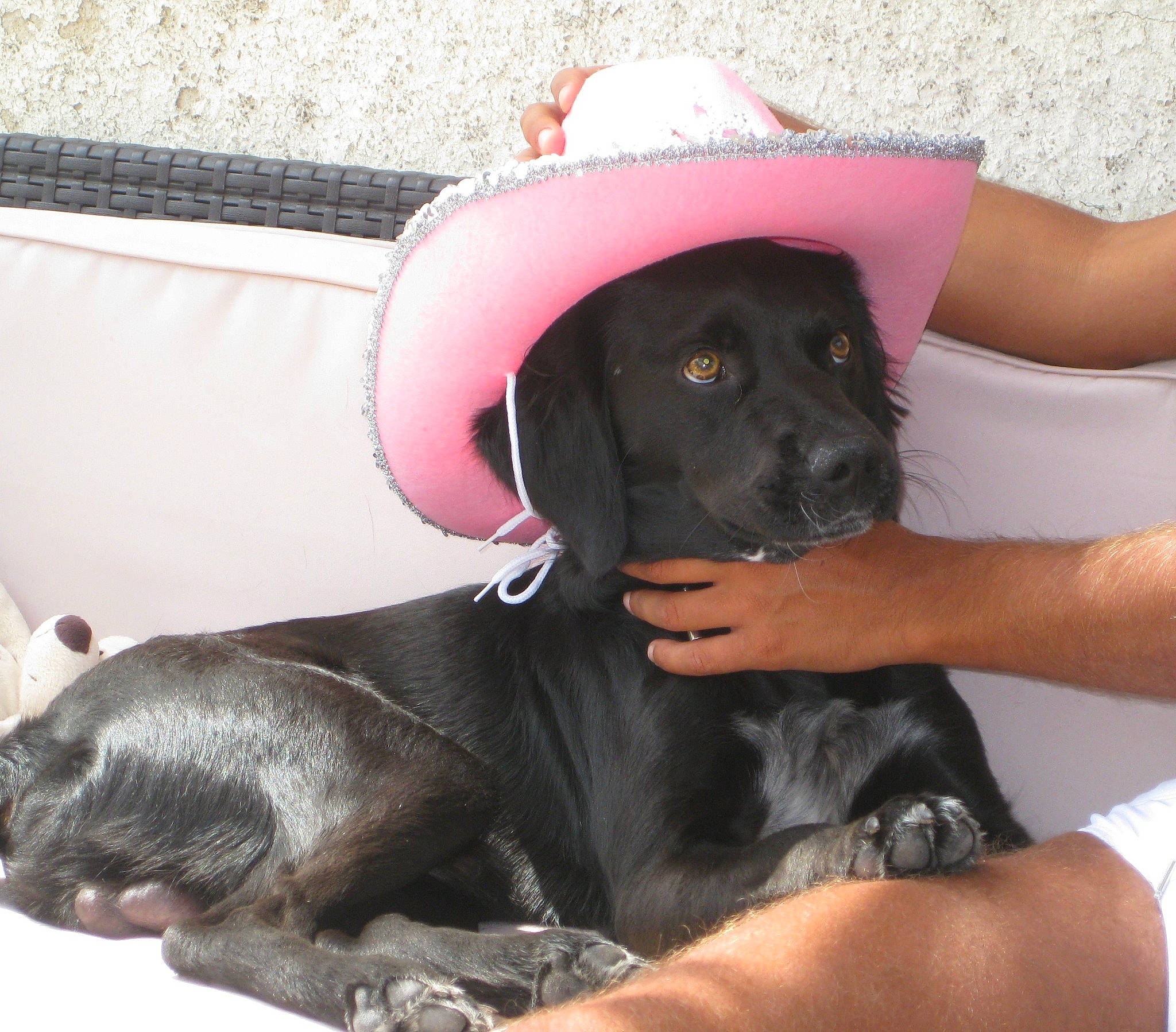 Chance participe au concours pour gagner de l'argent avec cette photo : borador, canidae, carnivore, collar, comfort, companion_dog, dog, dog_breed, dog_collar, fawn, fur, hat, mammal, paw, personal_protective_equipment, pet_supply, snout, sporting_group, sun_hat, working_animal