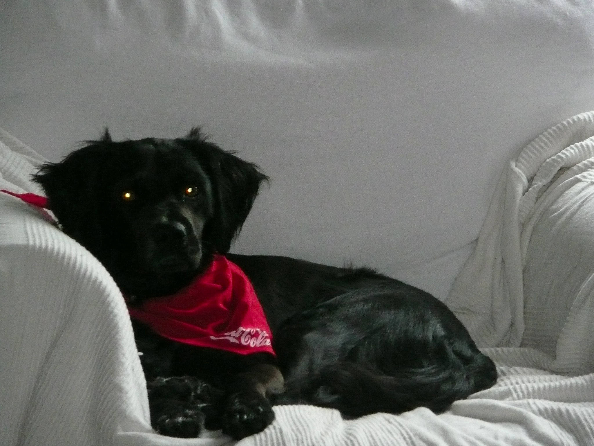 Chance participe au concours pour gagner de l'argent avec cette photo : borador, canidae, carnivore, comfort, companion_dog, couch, dog, dog_breed, dog_supply, fur, grey, guard_dog, gun_dog, liver, puppy, sporting_group, whiskers, working_animal