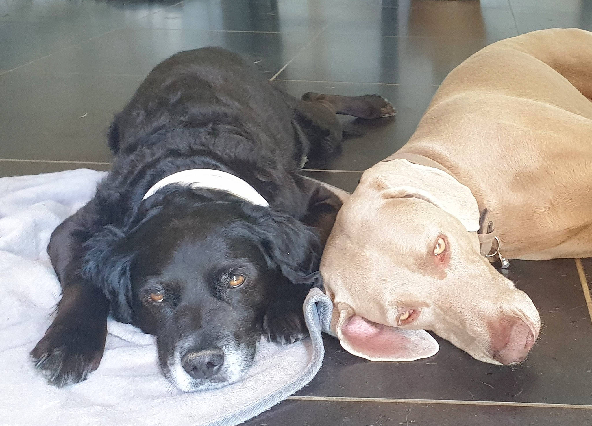 Chance participe au concours pour gagner de l'argent avec cette photo : borador, canidae, carnivore, collar, comfort, companion_dog, dog, dog_breed, dog_collar, dog_supply, fawn, fur, hunting_dog, liver, natural_material, pet_supply, snout, sporting_group, terrestrial_animal, working_animal