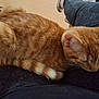 cat, orange_tabby, pet, indoor, lap, relaxed, fur, tail, animal, resting, person, clothing, wood_floor, chair, domestic, feline, whiskers, ears, cute, companion