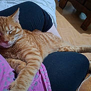 Bob a rejoint le concours — aidez-le/la à gagner de superbes lots ! black_pants, cat, close_up, cozy, domestic_cat, fur, furniture, home, indoor, lap, orange_tabby, person, pet, pink_shirt, relaxed, resting, sleeping, stretching, whiskers, wood_floor