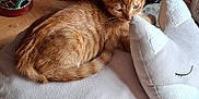 Bob a rejoint le concours — aidez-le/la à gagner de superbes lots ! kitten, cat, plush_pillow, orange_tabby, indoor, wooden_floor, decorative_vase, furniture, curious, soft_texture, cozy, resting, pet, animal, cute, domestic_cat, small, relaxed, home, pillow