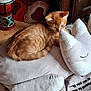 kitten, cat, plush_pillow, orange_tabby, indoor, wooden_floor, decorative_vase, furniture, curious, soft_texture, cozy, resting, pet, animal, cute, domestic_cat, small, relaxed, home, pillow