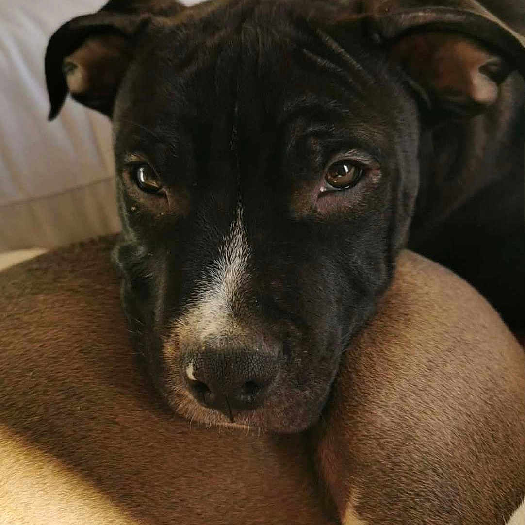 Mulk a rejoint le concours — aidez-le/la à gagner de superbes lots ! dog, black_dog, brown_dog, pets, resting, close_up, couch, indoor, fur, animal, companion, relaxed, portrait, snout, ears, eyes, canine, friendship, comfort, cozy