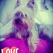 Tommy a rejoint le concours — aidez-le/la à gagner de superbes lots ! cairn_terrier, canidae, carnivore, companion_dog, dog, dog_breed, mammal, photo_caption, puppy, rare_breed_dog, shih_tzu, sky, skye_terrier, small_terrier, terrier, toy_dog, west_highland_white_terrier, yorkshire_terrier