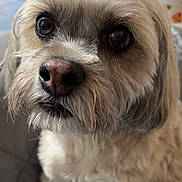 Bear is registered to the contest to win money with this photo: dog, pet, portrait, close_up, shaggy, fluffy, cream_colored, brown_eyes, black_nose, whiskers, long_hair, small_dog, sitting, indoors, home, floor, door, furniture, background_person, photography