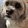 dog, pet, portrait, close_up, shaggy, fluffy, cream_colored, brown_eyes, black_nose, whiskers, long_hair, small_dog, sitting, indoors, home, floor, door, furniture, background_person, photography