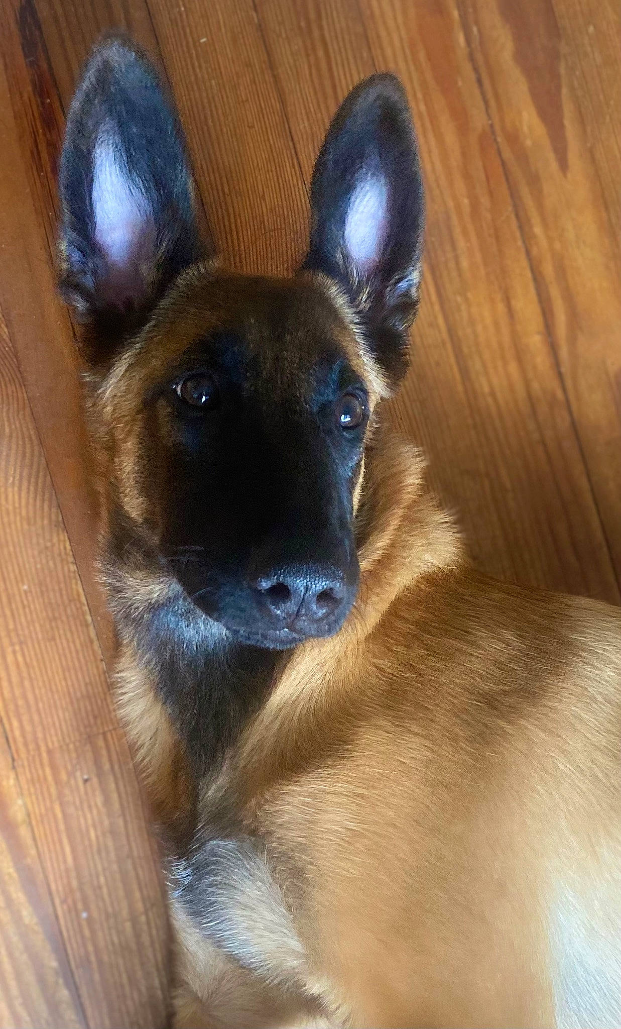 Isis participe au concours pour gagner de l'argent avec cette photo : canidae, carnivore, companion_dog, dog, dog_breed, ear, electric_blue, fawn, fur, hardwood, liver, snout, sporting_group, terrestrial_animal, toy_dog, varnish, whiskers, wood, wood_stain, working_animal