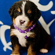 Akira participe au concours pour gagner de l'argent avec cette photo : puppy, dog, pet, collar, purple, bell, fluffy, cute, brown, white, black, sitting, blanket, blue_background, pattern, young, small, animal, portrait, indoor