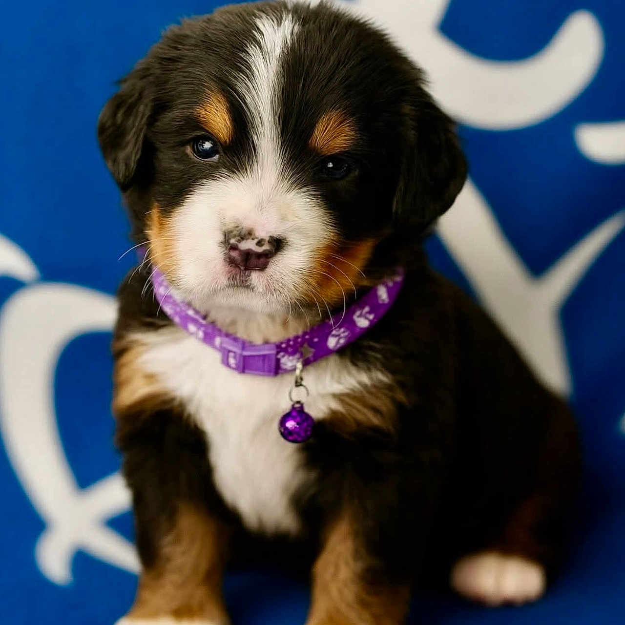 Akira participe au concours pour gagner de l'argent avec cette photo : animal, bell, black, blanket, blue_background, brown, collar, cute, dog, fluffy, indoor, pattern, pet, portrait, puppy, purple, sitting, small, white, young
