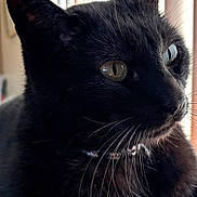 Booboo is registered to the contest to win money with this photo: black_cat, cat, pet, animal, whiskers, close_up, portrait, feline, indoor, window_light, fur, ears, eyes, domestic_cat, mammal, cute, face, looking_away, natural_light, resting