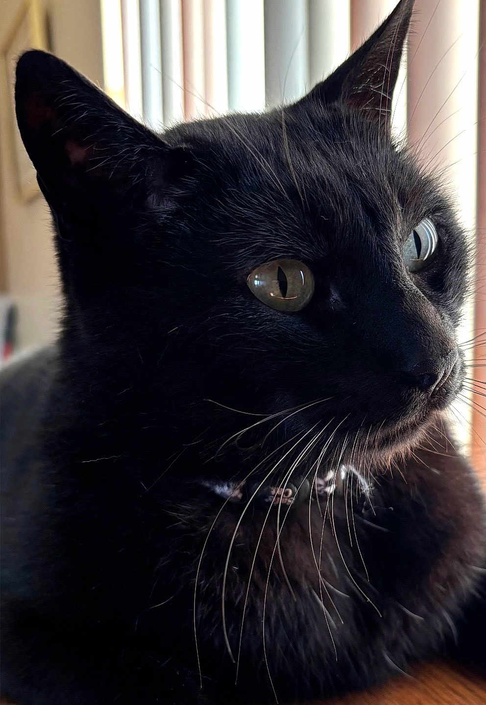 Booboo is registered to the contest to win money with this photo: black_cat, cat, pet, animal, whiskers, close_up, portrait, feline, indoor, window_light, fur, ears, eyes, domestic_cat, mammal, cute, face, looking_away, natural_light, resting
