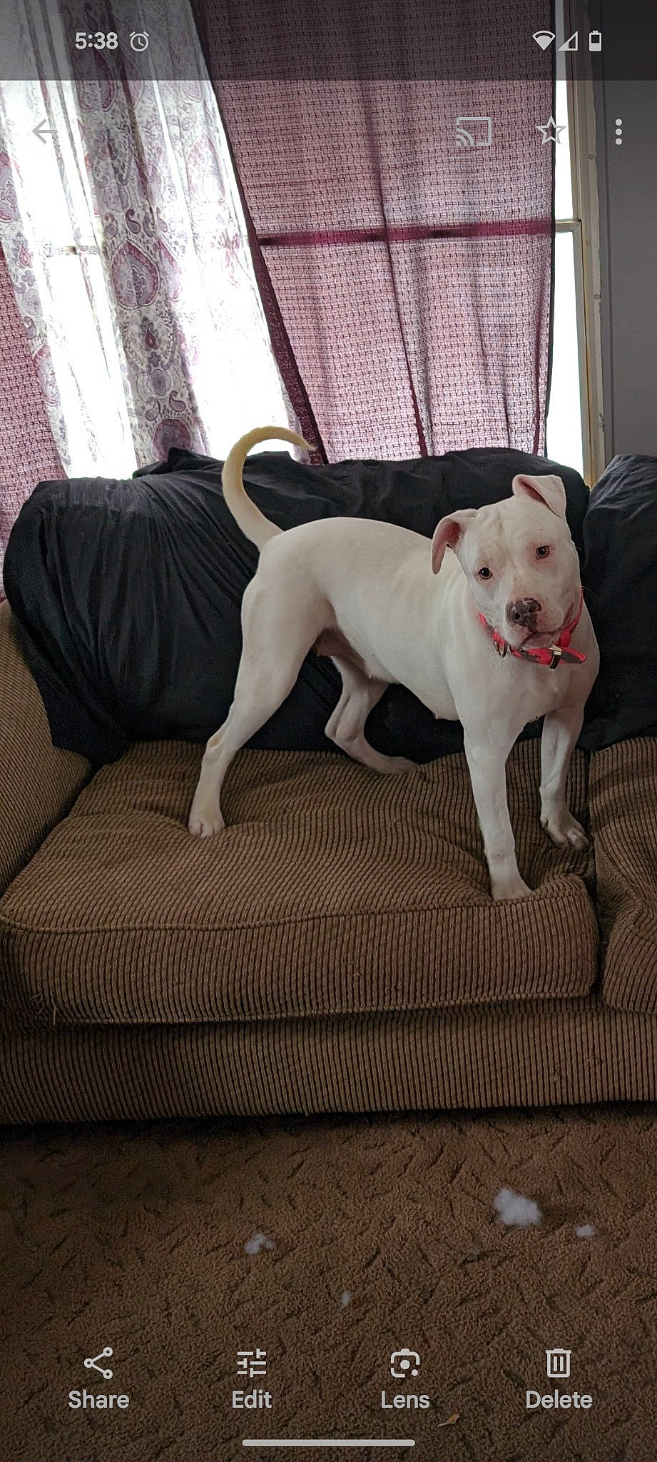 Kila is registered to the contest to win money with this photo: canidae, carnivore, collar, comfort, companion_dog, couch, dog, dog_breed, dog_collar, fawn, fence, flooring, hardwood, paw, pet_supply, snout, tail, toy_dog, wood, working_animal