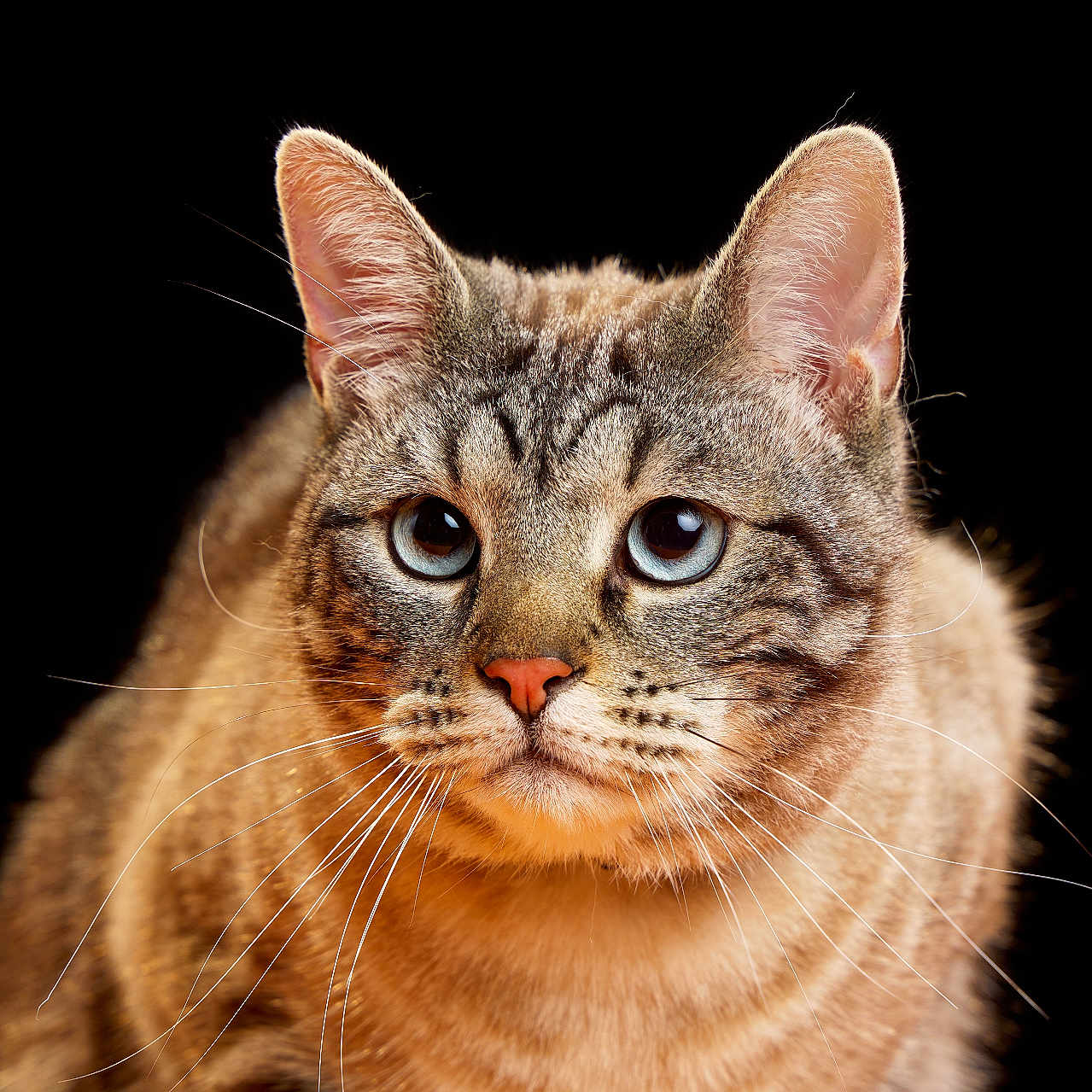 Rayleigh participe au concours pour gagner de l'argent avec cette photo : abyssinian, angora, animal, cat, egyptiancat, kitten, manx, pet, siamese