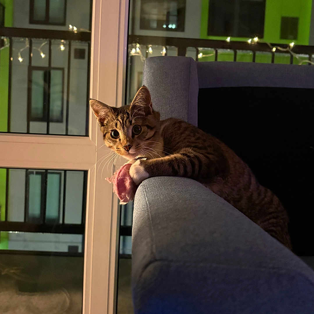 Jack is registered to the contest to win money with this photo: abyssinian, animal, architecture, armchair, building, cat, chair, couch, door, furniture, hardwood, homedecor, indoors, interiordesign, kitten, livingroom, manx, pet, room, wood