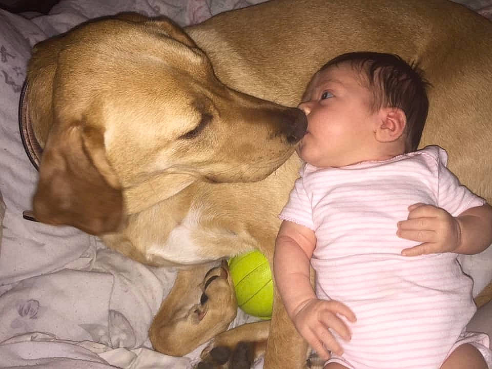 Saphira joined the competition — help win amazing prizes! baby, broholmer, canidae, carnivore, child, companion_dog, dog, dog_breed, fawn, gesture, interaction, labrador_retriever, love, nap, person, puppy_love, retriever, rhodesian_ridgeback, sporting_group, toddler