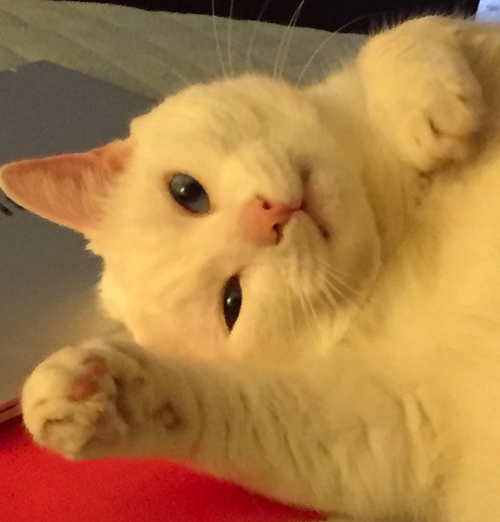 Asher joined the competition — help win amazing prizes! carnivore, cat, claw, comfort, domestic_short_haired_cat, fawn, felidae, fur, iris, nose, paw, small_to_medium_sized_cats, snout, tail, terrestrial_animal, whiskers