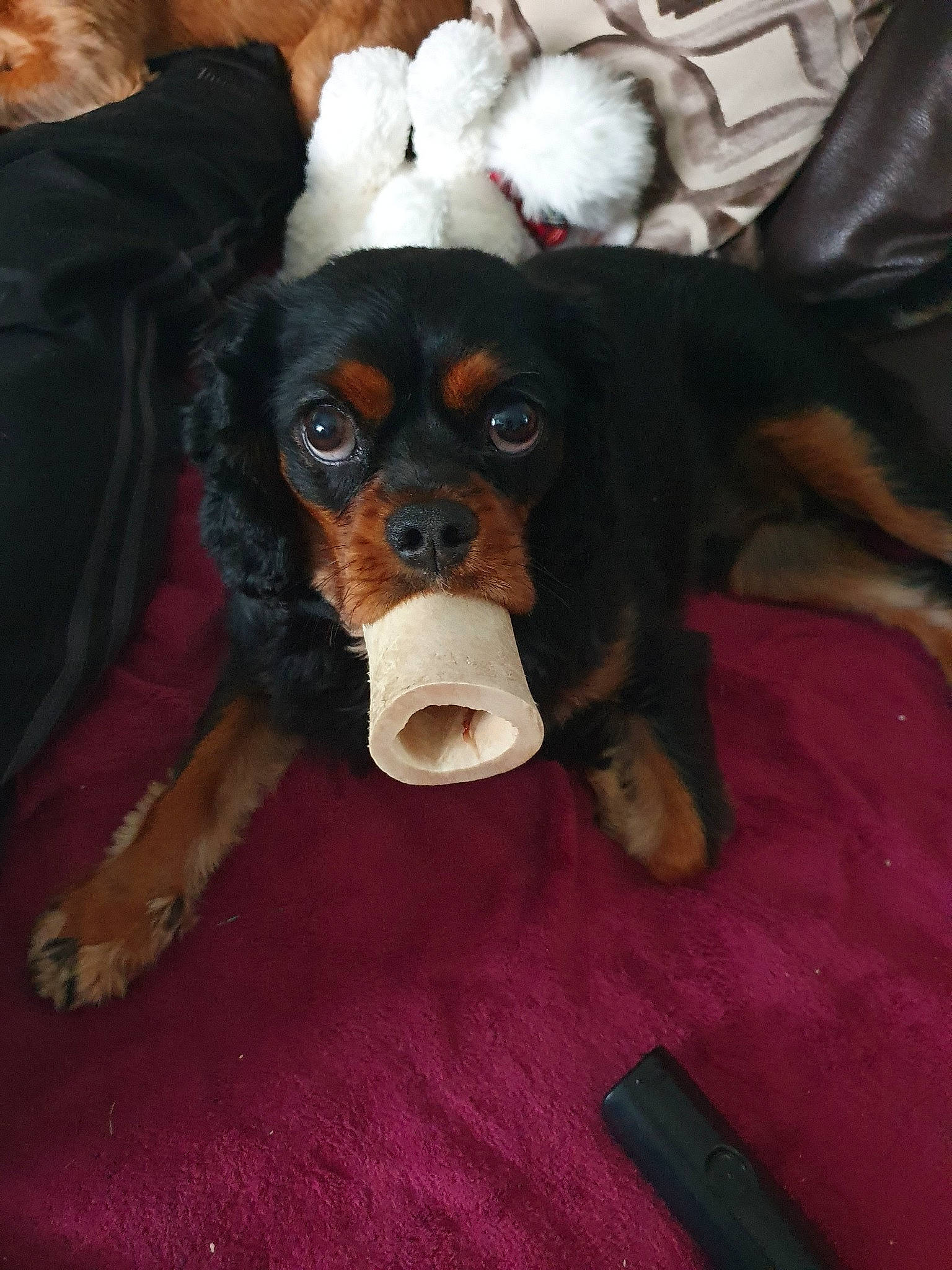 Gibbs joined the competition — help win amazing prizes! canidae, carnivore, cavalier_king_charles_spaniel, companion_dog, dog, dog_breed, gordon_setter, king_charles_spaniel, mammal, puppy, puppy_love, rare_breed_dog, snout, spaniel, sporting_group, vertebrate