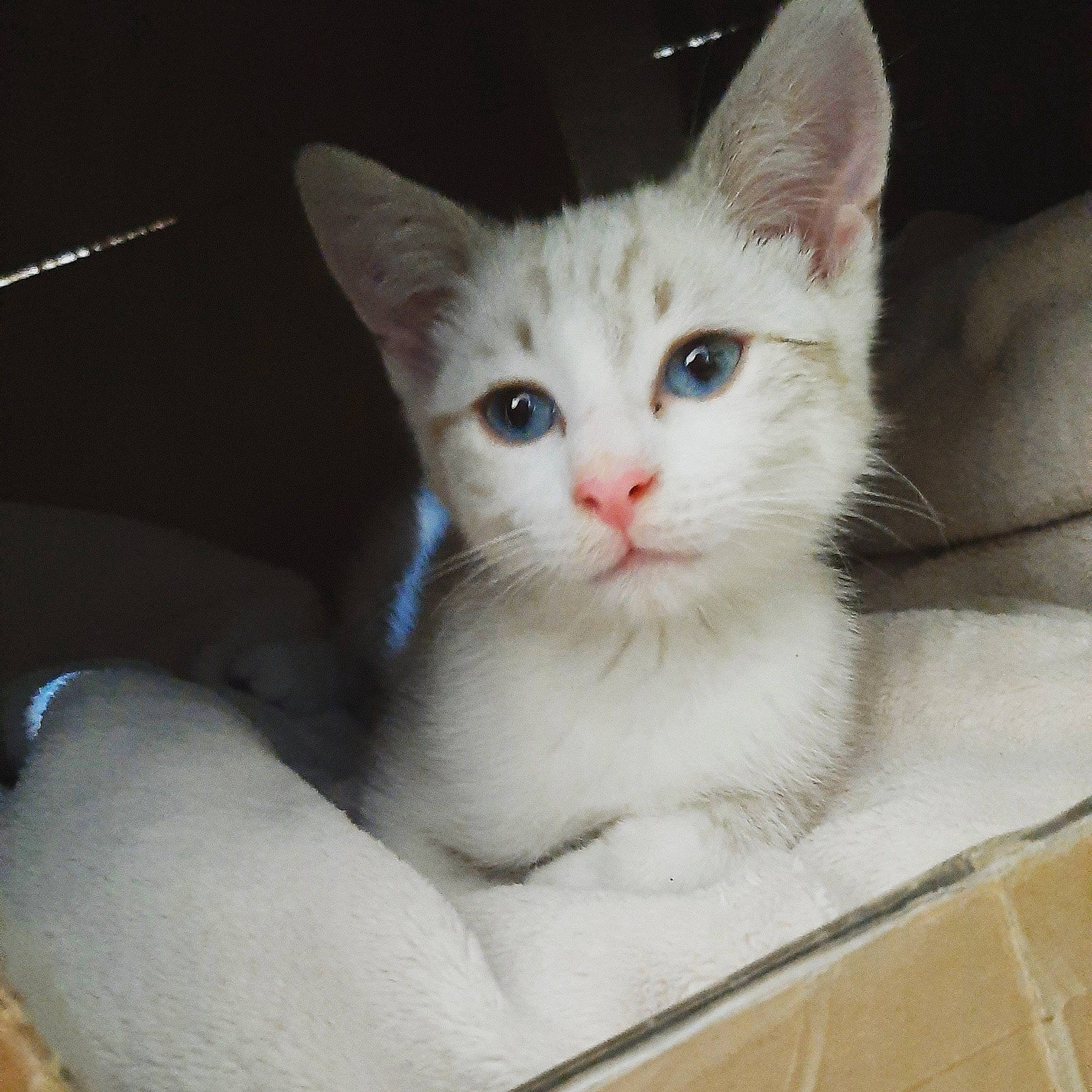 Ramses participe au concours pour gagner de l'argent avec cette photo : carnivore, cat, cat_furniture, cat_supply, claw, domestic_short_haired_cat, eye, fawn, felidae, fur, paw, pet_supply, small_to_medium_sized_cats, snout, tail, watch, whiskers