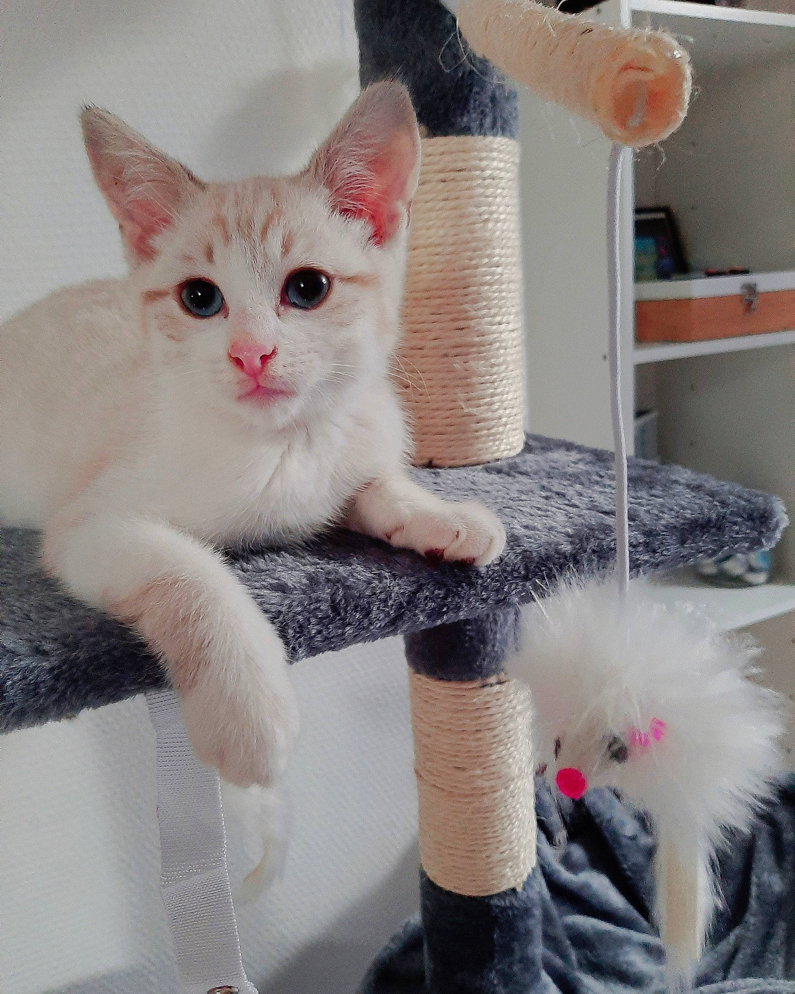 Ramses a rejoint le concours — aidez-le/la à gagner de superbes lots ! carnivore, cat, cat_supply, claw, domestic_short_haired_cat, fashion_accessory, fawn, felidae, fur, paw, pet_supply, photo_caption, shelf, sitting, small_to_medium_sized_cats, snout, tail, whiskers, white, window