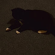 Coco is registered to the contest to win money with this photo: animal, black_cat, bowl, box, carpet, casual, cat, cozy, domestic, feline, floor, household_items, indoor, low_light, lying_down, pet, quiet, resting, shadow, white_paws