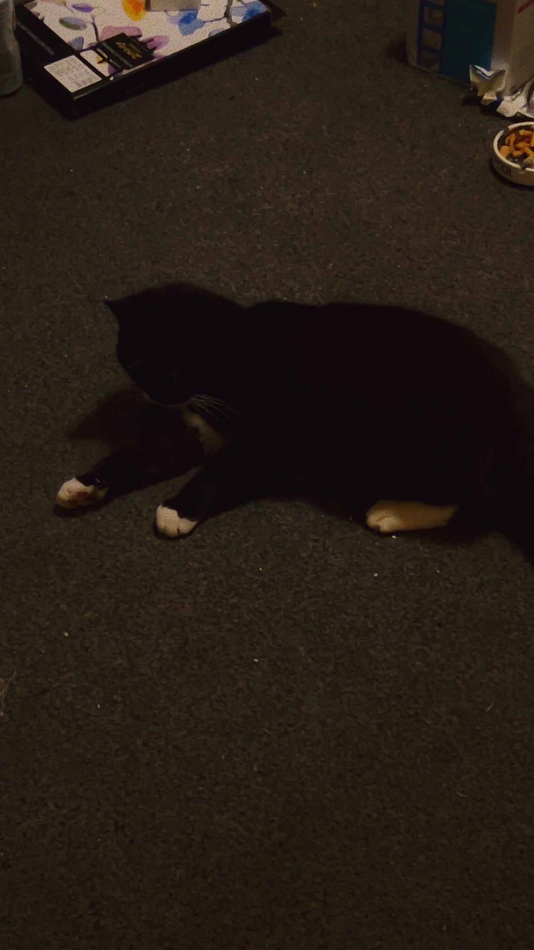 Coco is registered to the contest to win money with this photo: animal, black_cat, bowl, box, carpet, casual, cat, cozy, domestic, feline, floor, household_items, indoor, low_light, lying_down, pet, quiet, resting, shadow, white_paws