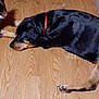 Cheyenne joined the competition — help win amazing prizes! dog, black_dog, collar, floor, wood_floor, lying_down, relaxed, pet, animal, indoor, brown_paw, canine, sleeping, companion, friendship, domestic_animal, fur, resting, two_dogs, closeup