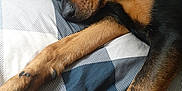 Cheyenne joined the competition — help win amazing prizes! dog, sleeping, pillow, resting, black_fur, tan_fur, indoor, close_up, pet, animal, cozy, relaxed, bed, fur, paw, snout, calm, cute, quiet, peaceful