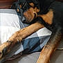 dog, sleeping, pillow, resting, black_fur, tan_fur, indoor, close_up, pet, animal, cozy, relaxed, bed, fur, paw, snout, calm, cute, quiet, peaceful
