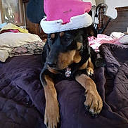 Cheyenne is registered to the contest to win money with this photo: dog, santa_hat, bed, purple_bedspread, stuffed_animals, indoor, room, wooden_furniture, lamp, pillow, blanket, relaxed, pet, black_and_tan, canine, collar, lying_down, household, decor, cozy