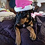 dog, santa_hat, bed, purple_bedspread, stuffed_animals, indoor, room, wooden_furniture, lamp, pillow, blanket, relaxed, pet, black_and_tan, canine, collar, lying_down, household, decor, cozy