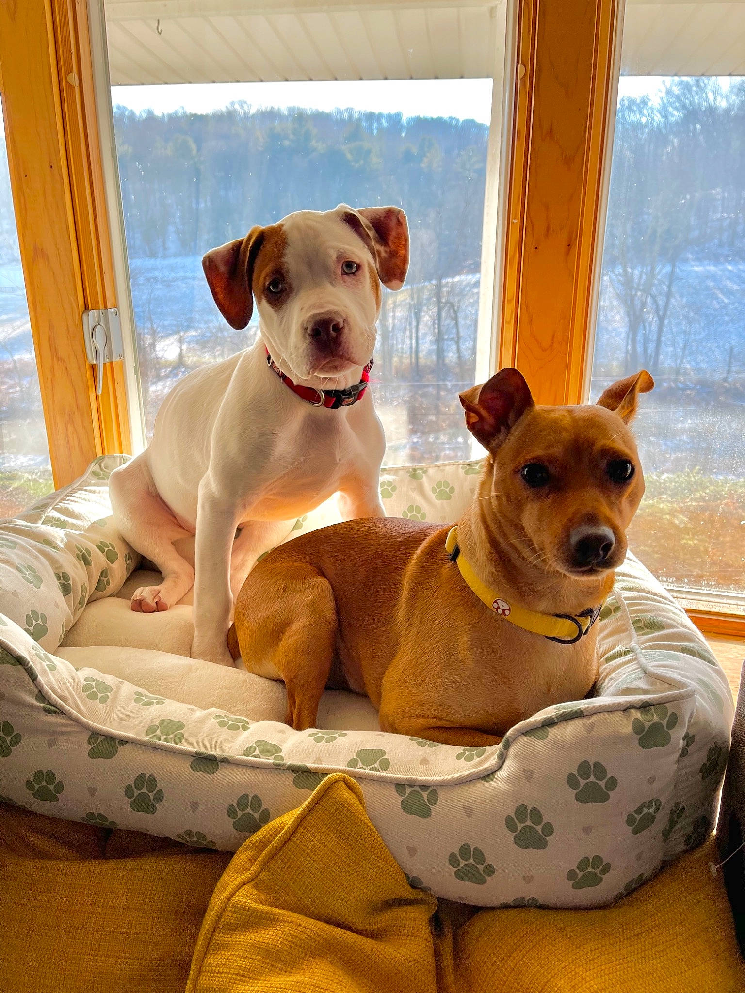 Lennon is registered to the contest to win money with this photo: canidae, carnivore, collar, comfort, companion_dog, daylighting, dog, dog_bed, dog_breed, dog_collar, dog_supply, fawn, home_accessories, hunting_dog, liver, mammal, pet_supply, snout, sporting_group, working_animal