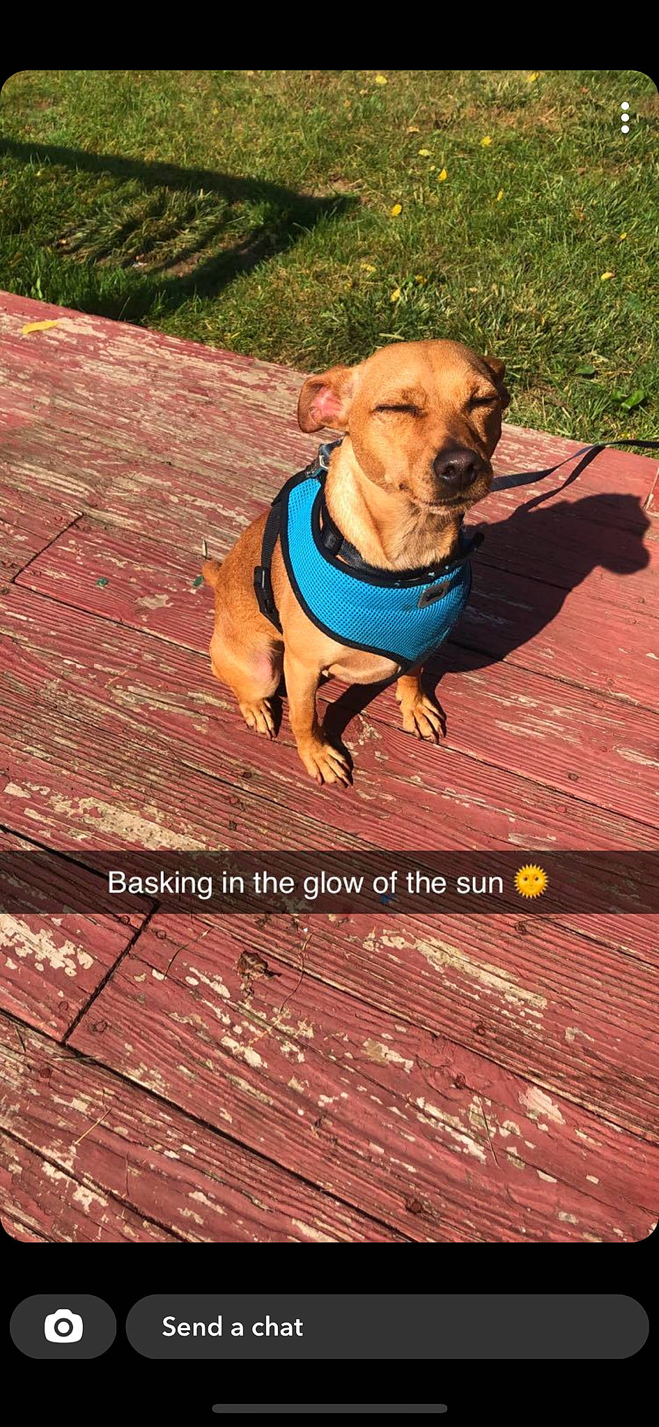 Lennon joined the competition — help win amazing prizes! canidae, carnivore, collar, companion_dog, dog, dog_breed, dog_clothes, dog_collar, dog_supply, fawn, hardwood, leash, liver, mammal, pet_supply, snout, sporting_group, wood, wood_stain, working_animal